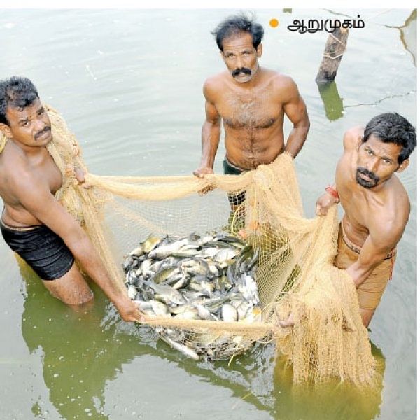 awesome-income-of-3-50-00-per-year-from-composite-fish-farming