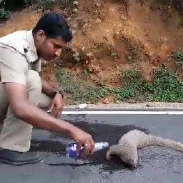 தாகத்தில் மயங்கிய கீரிக்கு, தண்ணீர் தந்த காவல் அதிகாரி..! நெகிழ்ச்சி ...