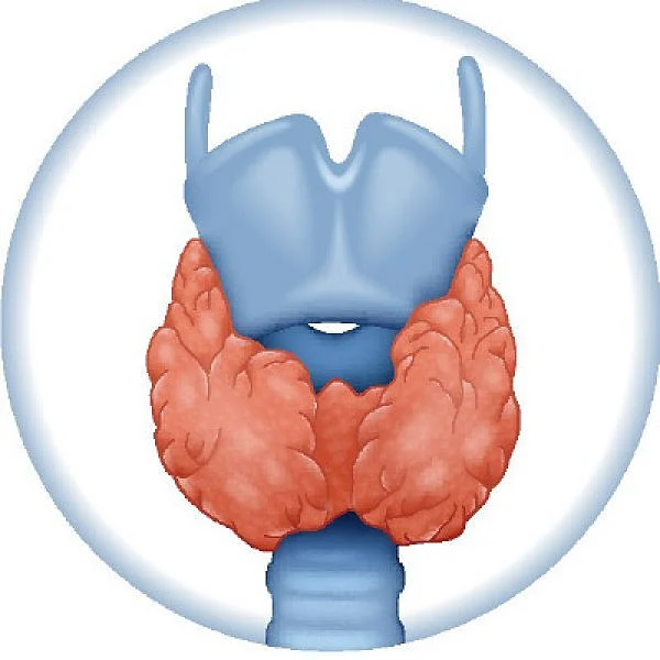 Thyroid Reversal
