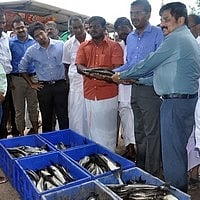 ராமநாதபுரத்தில் கூண்டு மீன்கள் அறுவடை! | Ramanathapuram cage fish ...