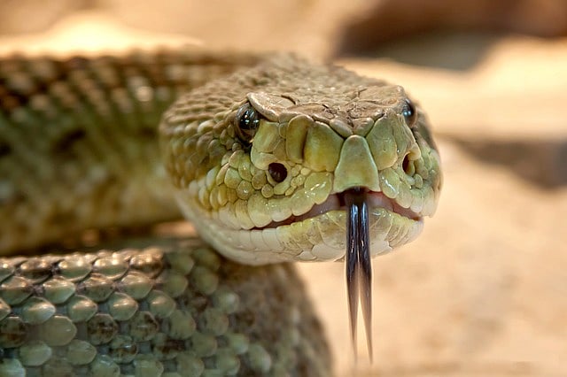 Snake: தன்னைக் கடித்த பாம்பை திருப்பிக் கடித்த ரயில்வே ஊழியர்; இறுதியில் பாம்புக்கு நேர்ந்த சோகம்!