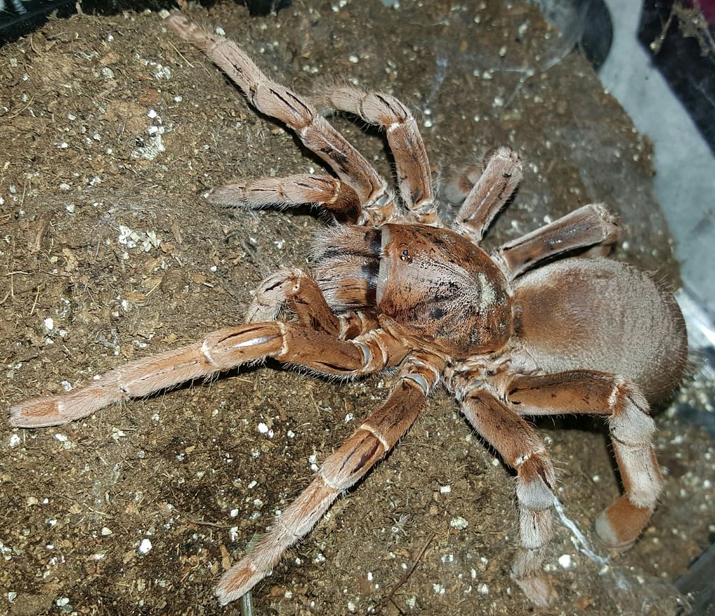 Король Пауков