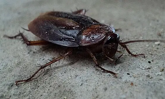 கரப்பான் பூச்சிகள்