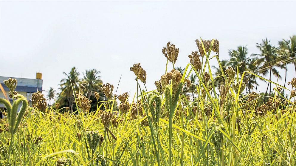 கேழ்வரகு | Ragi Cultivation - பசுமை விகடன்