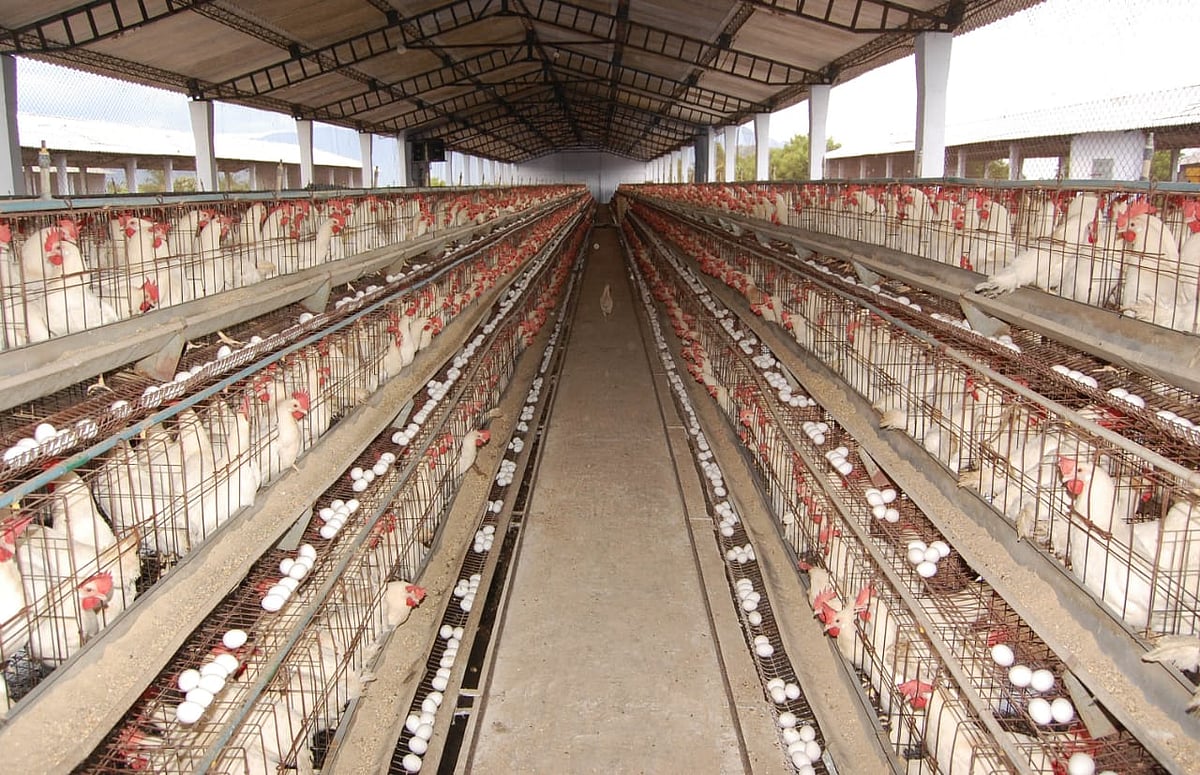 கறிக்கோழி பண்ணை