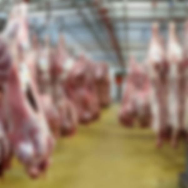 Haryana: மாட்டிறைச்சி சாப்பிட்டதாக இஸ்லாமியர் கொலை; `யாரால் தடுக்க முடியும்?- முதல்வர் கருத்து!