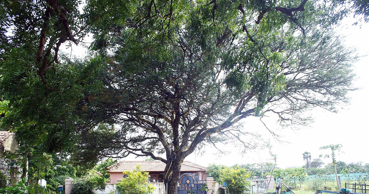 செயற்கை மழை பொழியும் `மழை மரம்'... வித்தியாசமான விழிப்புணர்வில் ...