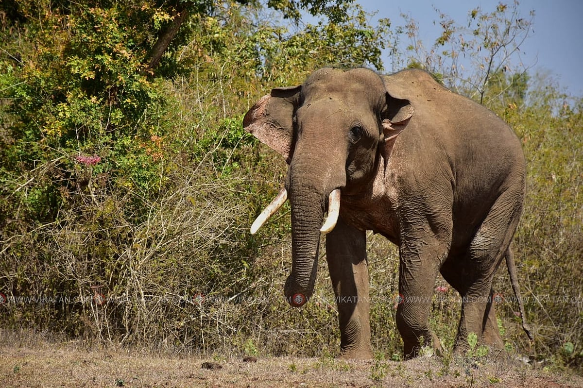 `மசினகுடியின்-அடையாளம்&zwnj;-மட்டுமல்ல-எங்களின்-செல்லக்-குழந்தை---ரிவால்டோ-யானை-மறைவால