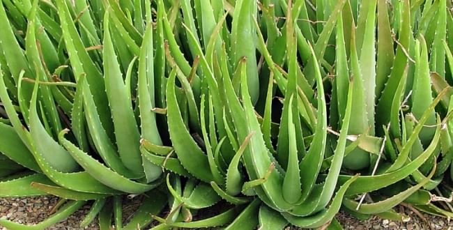 Aloe vera clearance benefit in tamil