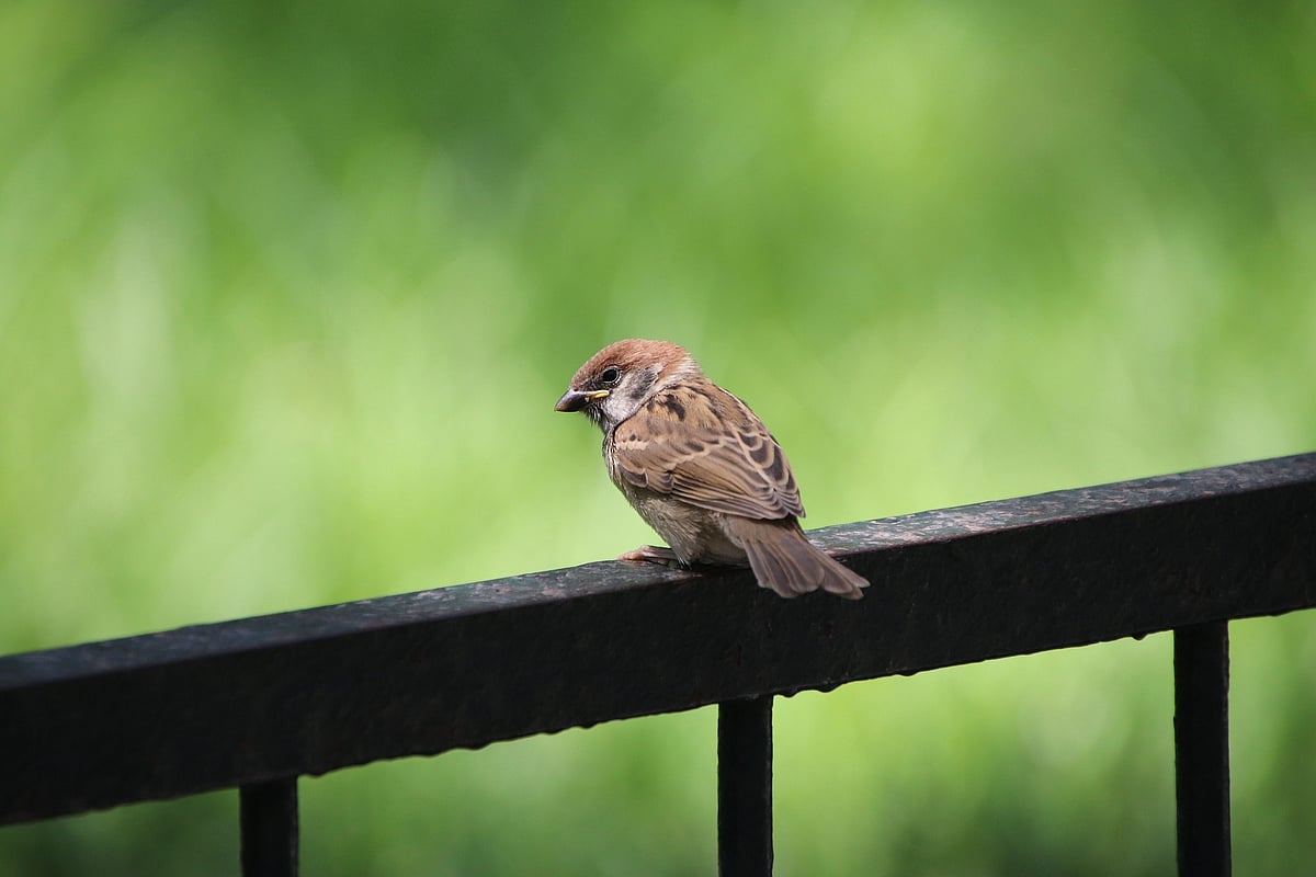 Sparrow