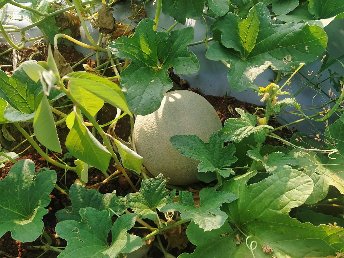 Muskmelon: முலாம் பழம் குளிர்ச்சி தரும்; குடல் புழுக்களைக் கொல்லும்; அல்சரை குணப்படுத்தும்!
