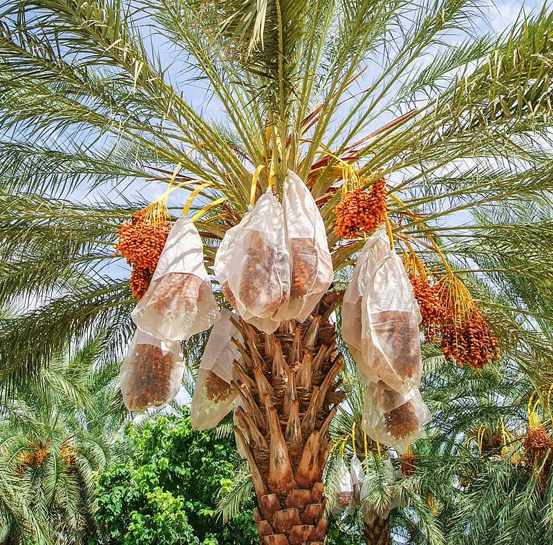 Dates: பேரீச்சம் காய், பாய், பழம்... ஆரோக்கிய பலன்கள் என்னென்ன..?