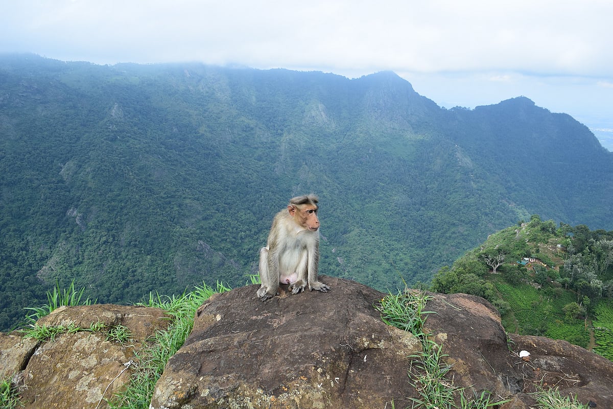 Monkey