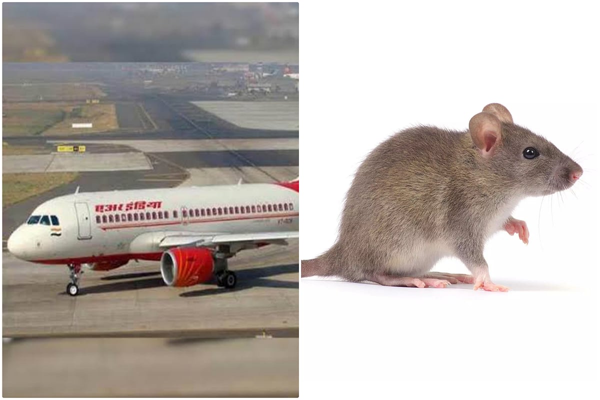 ஏர் இந்தியா: 2 மணிநேரம் தாமதமாகப் புறப்பட்ட விமானம்; எலிதான் காரணமா ...