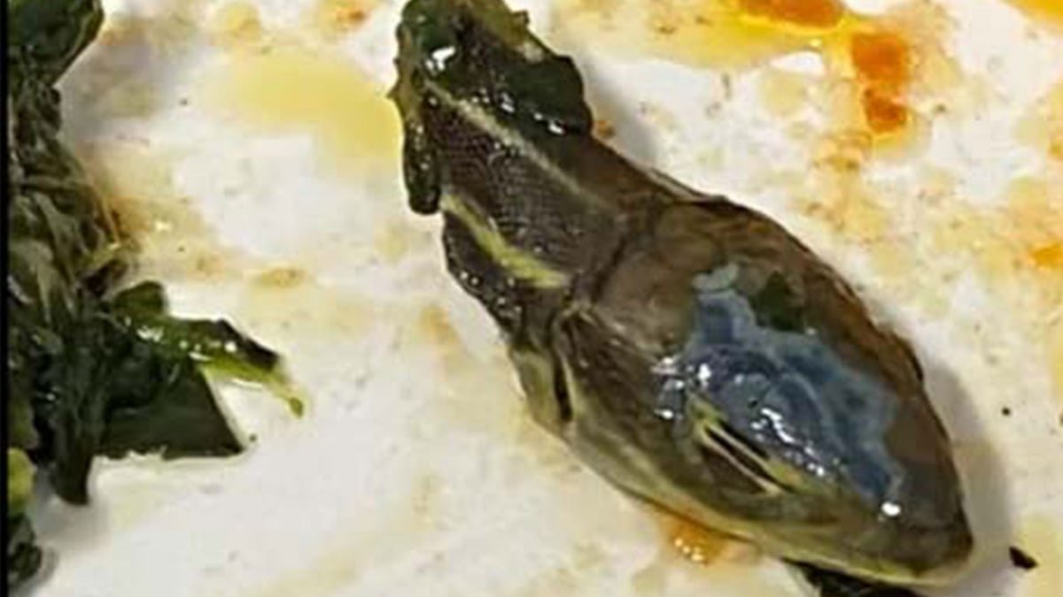 Turkey snake's head in food; Flight staff shocked! what happened