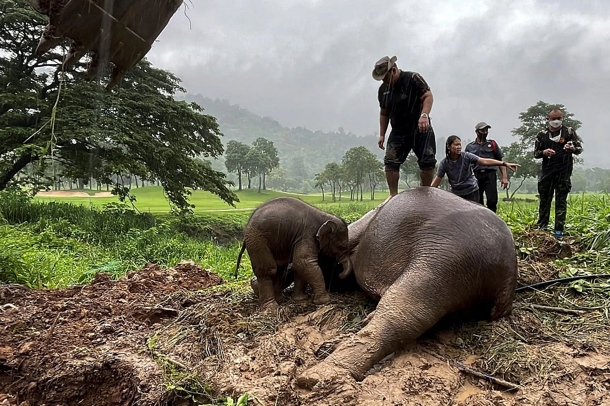 Rescuers jump on the elephant and administer CPR; Baby's affection