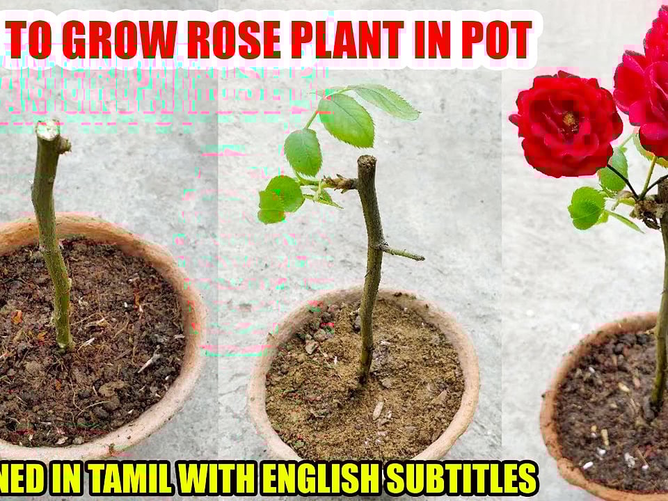 rose rose Latest Tamil News Updates, Videos, Photos Vikatan