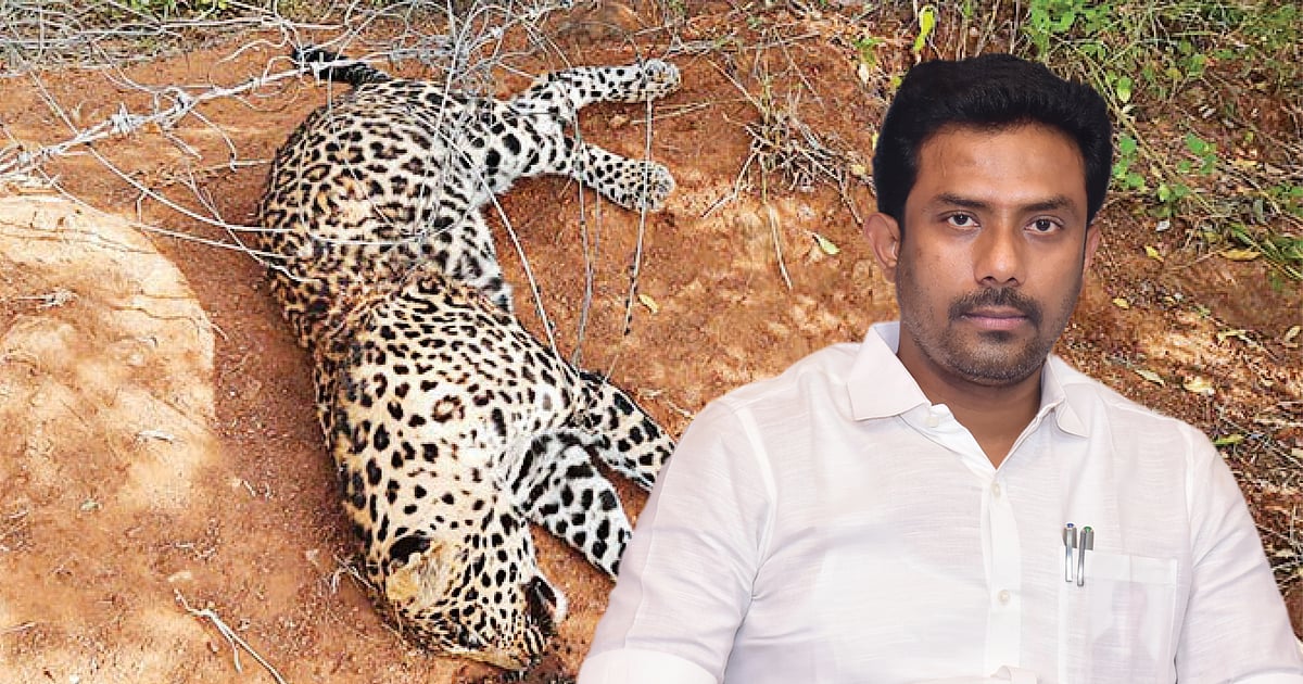 Death Leopard Junior Vikatan - 12 October 2022 - சிறுத்தை சிக்கும்... சின்னவரு ...