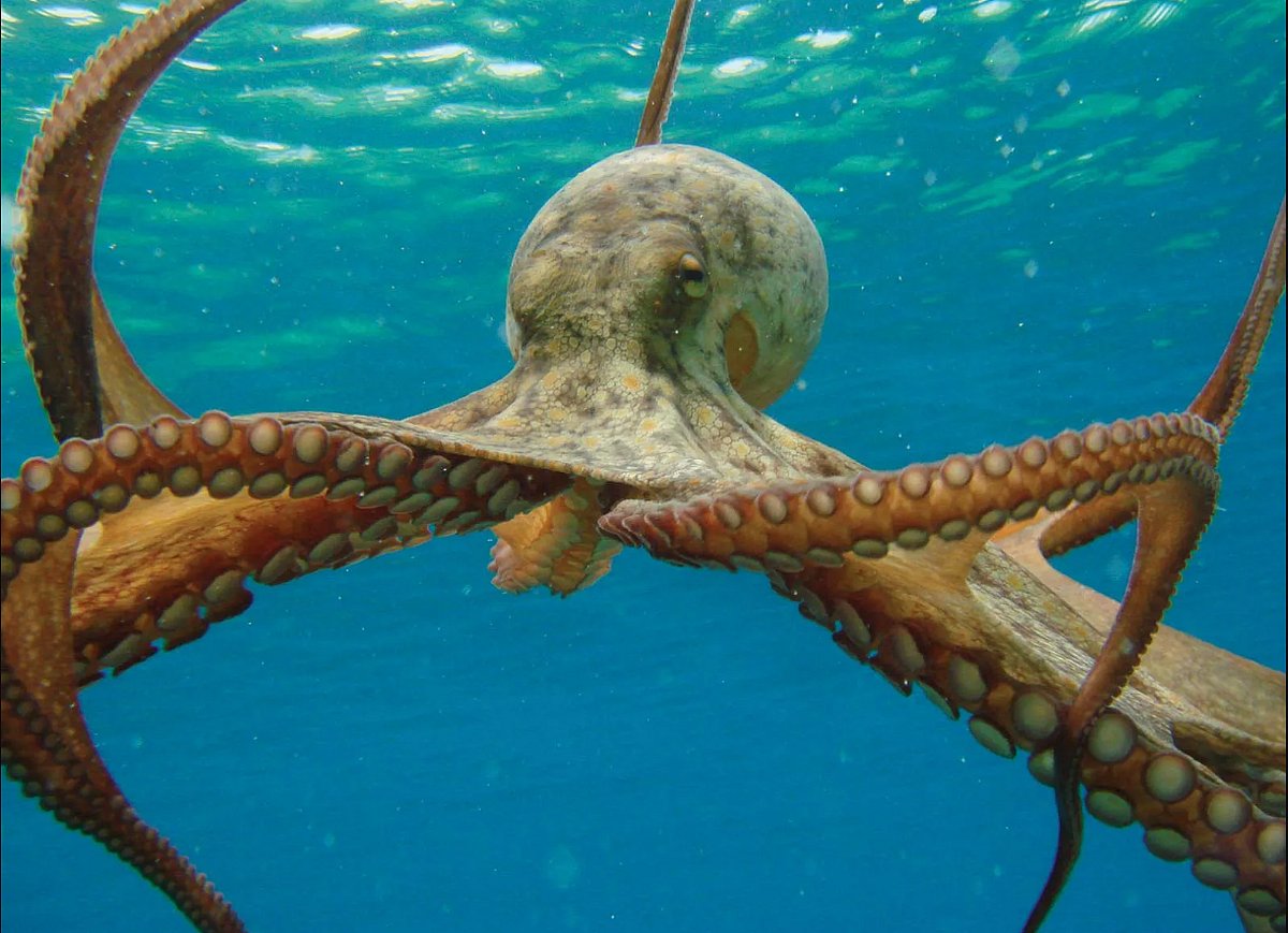 ஆக்டோபஸ்... வியக்க வைக்கும் குணாதிசயங்கள்! | Octopus... Surprising ...