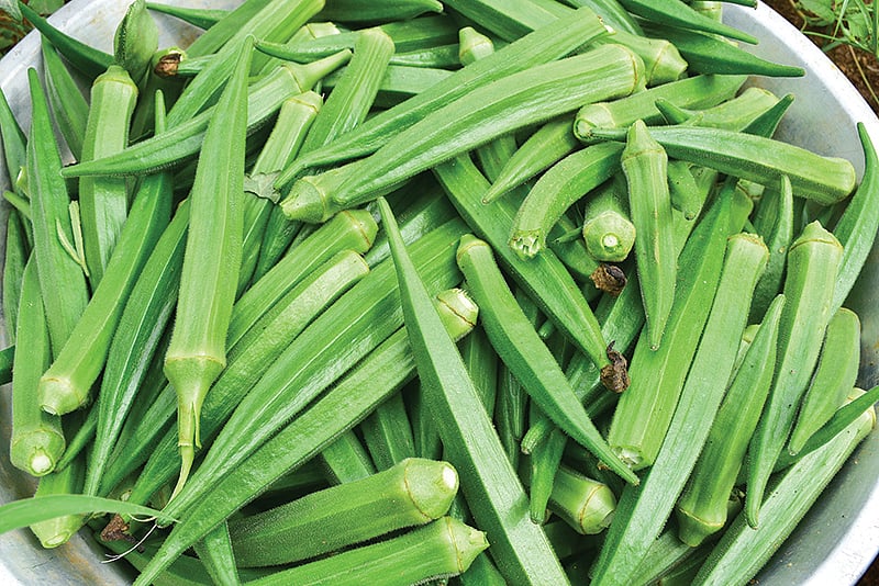  வெண்டைக்காய் 