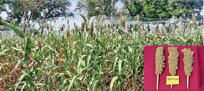 ‘சோளம் காலநிலை மாற்றத்தை எதிர்க்கும் திறன் கொண்டது’ - ஆய்வில் தகவல் ...