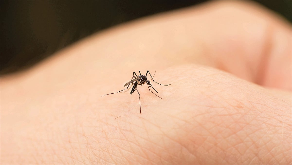 Fever: தமிழ்நாட்டில் ஜப்பானிய மூளைக்காய்ச்சல்; எப்படி பரவுகிறது; தடுக்க முடியுமா?