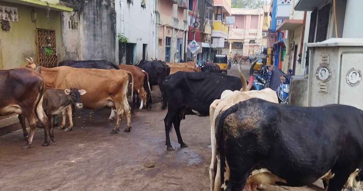 திருவல்லிக்கேணி: கொம்பில் கட்சி நிறம்; சாலையை மறித்துச் செல்லும் ...