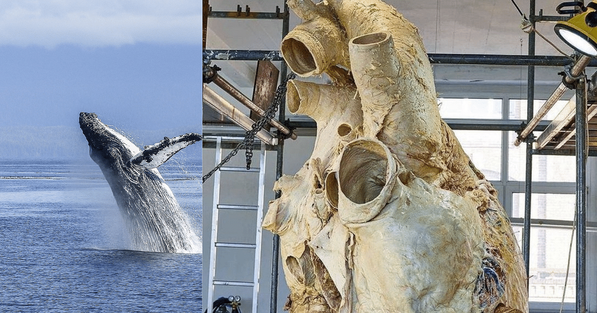 The heart of a 181 kg blue whale is going viral on the internet!  |The heart of a 181 kg blue whale is going viral on the internet!