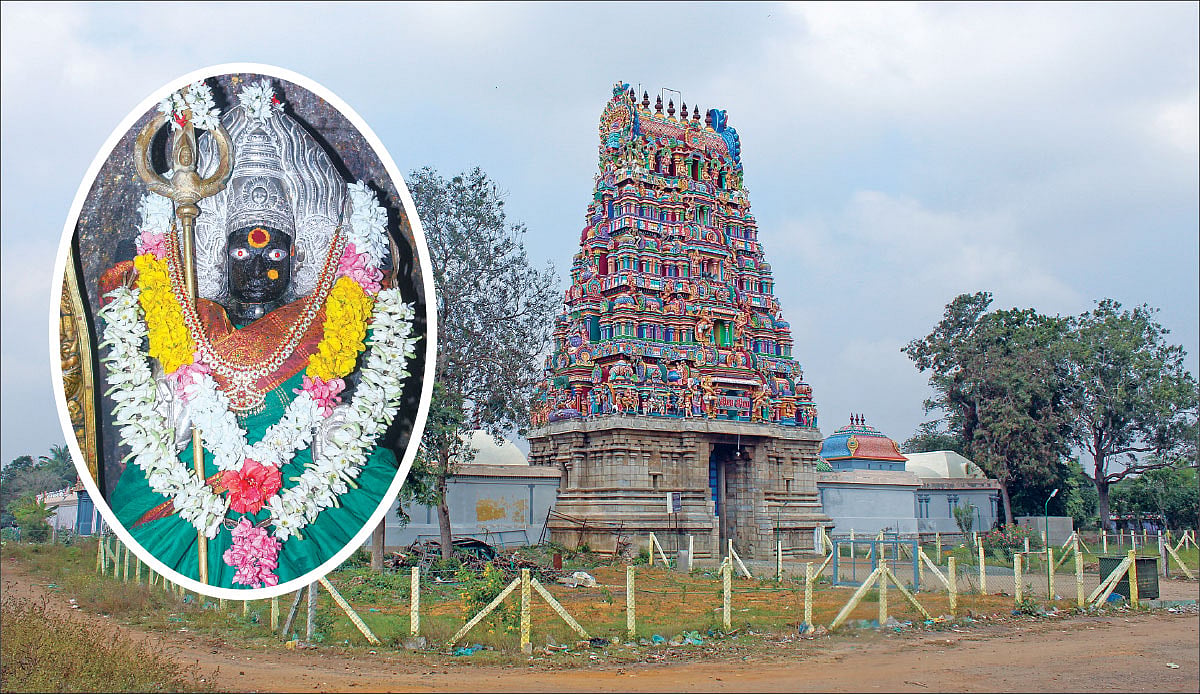 Vikatan Plus - 11 June 2023 - ஆஸ்துமா, விஷக்கடி நோய்கள் தீர்க்கும் ...