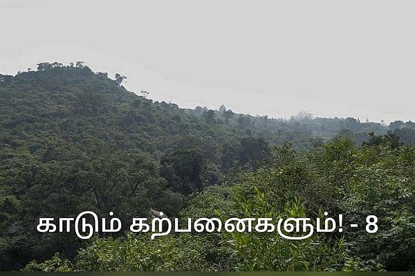 புலிகள் பாதுகாப்புக்கு ஏன் இவ்வளவு முக்கியத்துவம் தெரியுமா? |காடும் ...