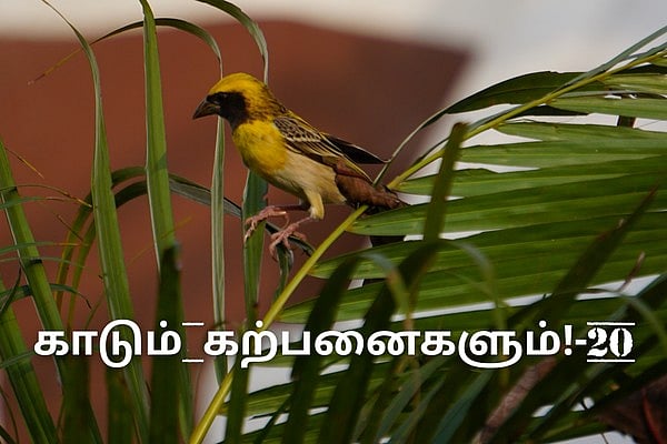 இயற்கை இஞ்சினியர்: உயரமான இடங்களில் வாழ விரும்பும் தூக்கணாங்குருவிகள் ...