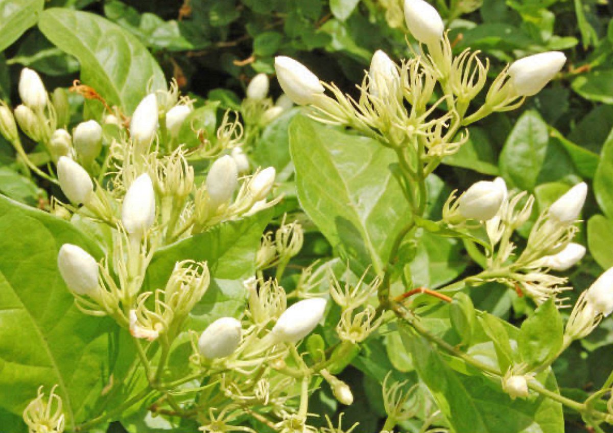 Beauty: மல்லிகை... மயக்கும் வாசனையும் சில அழகுக்குறிப்புகளும்..!