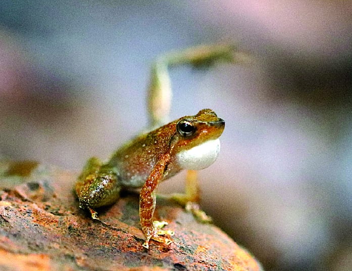 Frog | தவளை