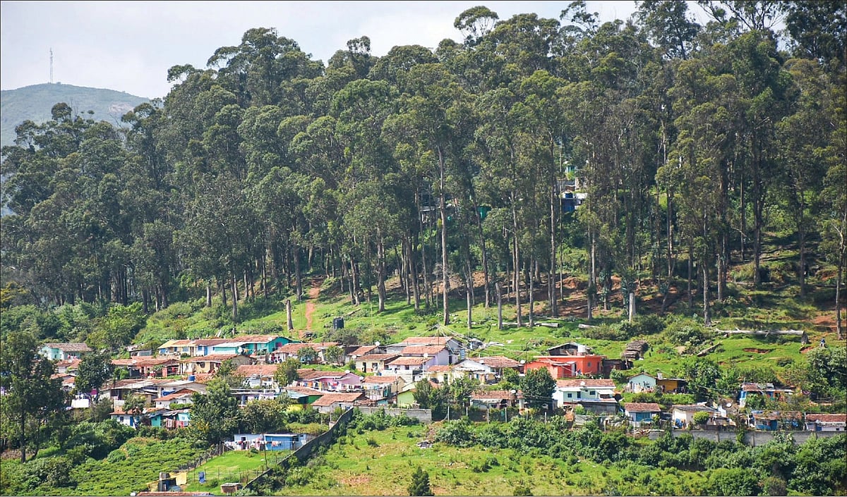 நீலகிரி