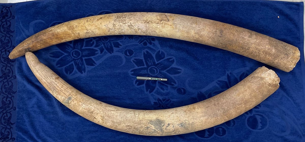 கேரளா:-பாங்கோடு-ராணுவ-முகாமில்-டிஜே-பார்ட்டி;-2-யானை-தந்தங்கள்-கொள்ளை...-விசாரணை-நடத்தும்-போலீஸ்!