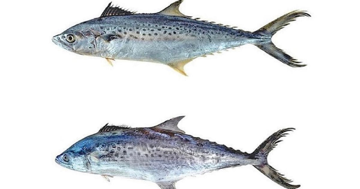 Shewra Fish `தனித்துவமான சீலா மீன்கள்’ - இந்தியக் கடல் பகுதியில் கண்டுபிடிப்பு ...