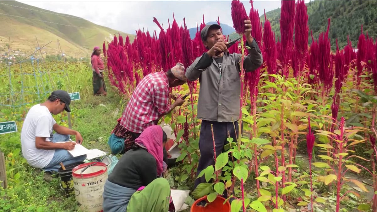 கசப்புத் தக்காளி, பக்வீட், கினோவா, டெப், தினை... லாபம் கொடுக்கும்