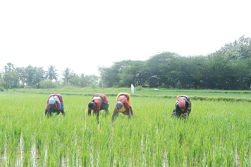 பயறு, எண்ணெய் வித்து சாகுபடிக்கு மாறினால் ஹெக்டேருக்கு ரூ.35,000...
அரசு சொல்வதென்ன?