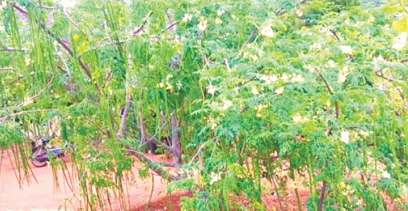 Greens & Health: எந்தப் பிரச்னைக்கு என்ன கீரை சாப்பிடணும்?