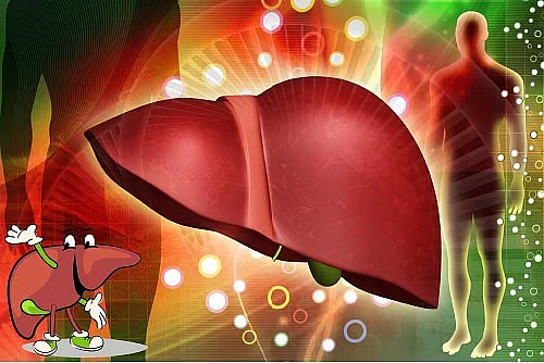 Liver