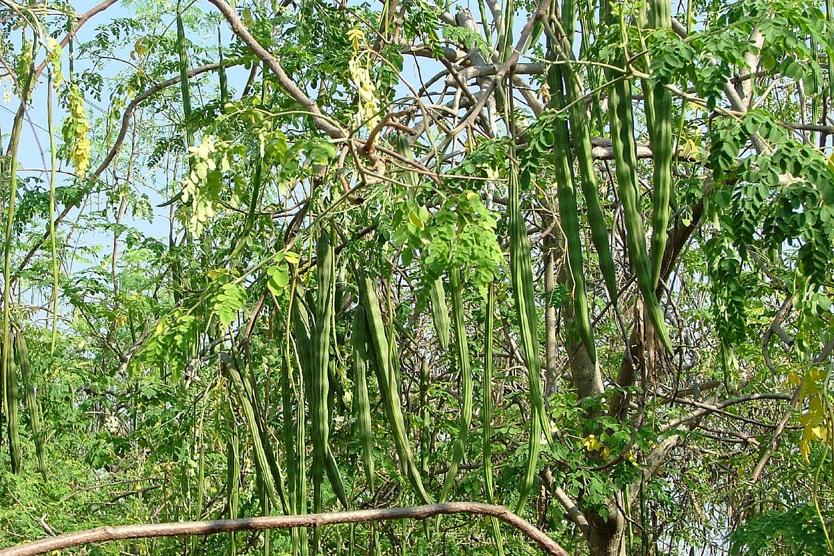 முருங்கையில் என்னென்ன பொருள்கள் தயாரிக்கலாம்... முருங்கை சாகுபடி செய்வது எப்படி? வழிகாட்டும் பயிற்சி