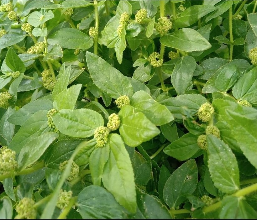 அம்மான் பச்சரிசி