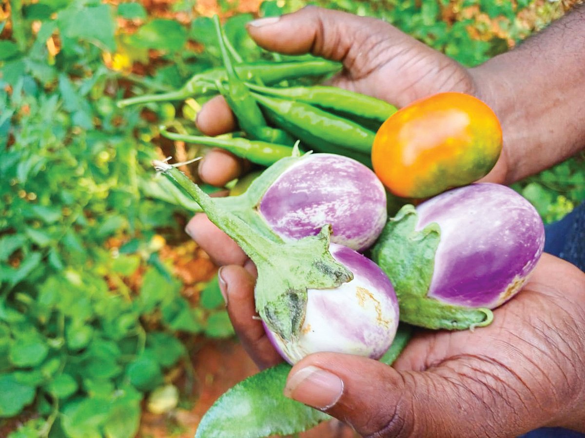 1 கிட் 450 ரூபாய்; `ஆகஸ்ட் மாதத்திலிருந்து மாடித்தோட்ட கிட் கிடைக்கும் - தோட்டக்கலை இயக்குநர் தகவல்