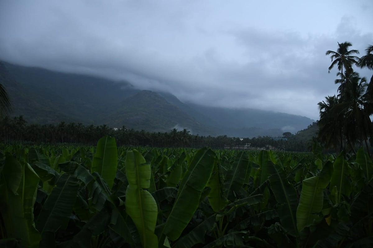 மேற்கு தொடர்ச்சி மலை