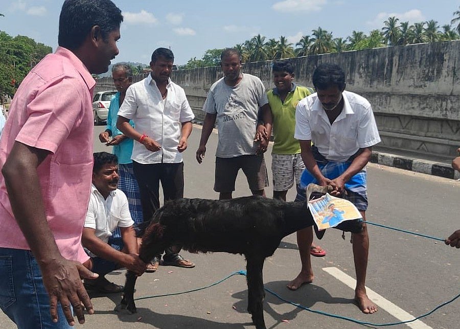 வெ(ற்)றிக் கொண்டாட்டம்; வெட்டப்பட்ட ஆடுகள்... முதல்வர் ஸ்டாலின் அவர்களே ...