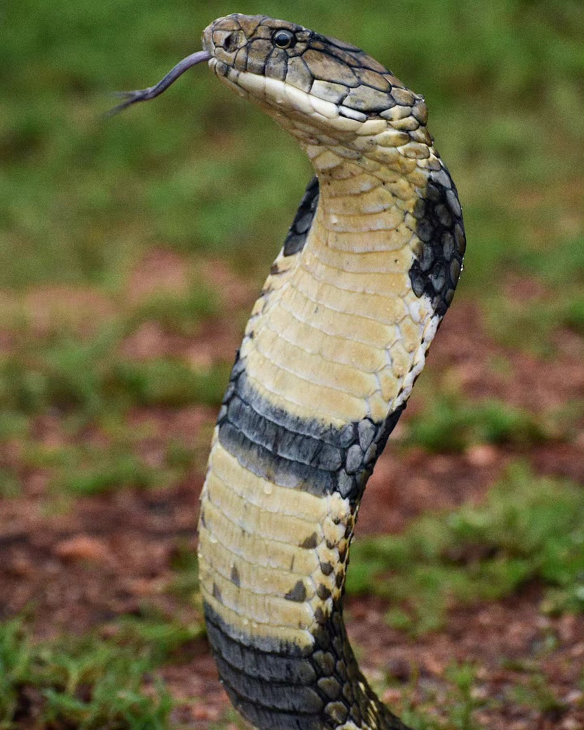 Snake Day: ஆபத்தானவையா ராஜநாகம்... இதைக் கண்டால் என்ன செய்ய வேண்டும்?