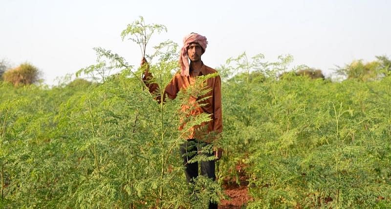 2.75 லட்சம் ஹெக்டேரில் இயற்கை விவசாயம்... வெற்றிநடை போடும் குஜராத் விவசாயிகள்..!