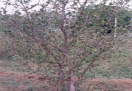 Guggul tree: இந்த மரங்கள்தான் பாகிஸ்தான் மக்களை வாழ வைத்துக் கொண்டிருக்கின்றன..!