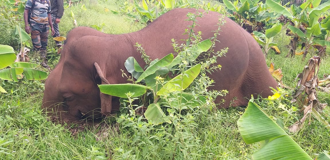 Elephant Death: புதைக்குழியாக மாறிய வாழைத் தோட்டம், மூச்சுத்திணறி துடிதுடித்து இறந்த ஆண் யானை!