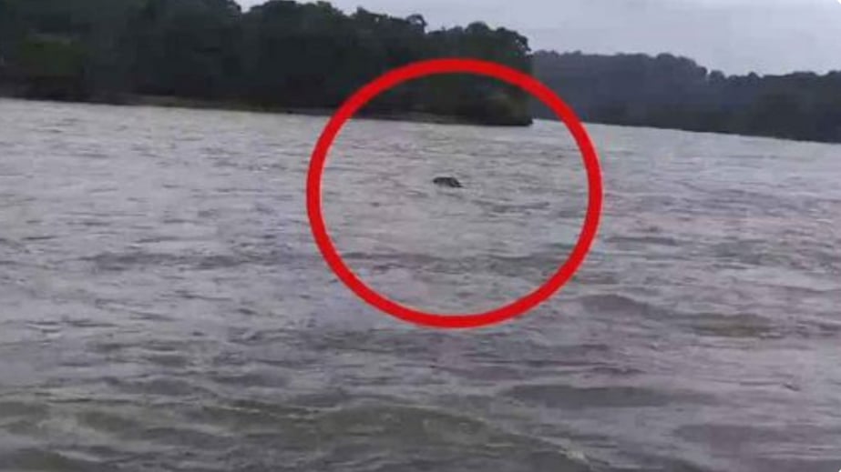 Kerala: காட்டாற்று வெள்ளத்தில் அடித்துச் செல்லப்பட்டு இறந்த யானை; கனமழையால் தொடரும் ஆரஞ்ச் அலர்ட்!